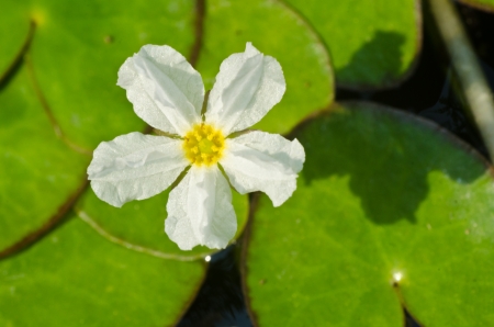 A white lotus in a pool in thailand の写真素材