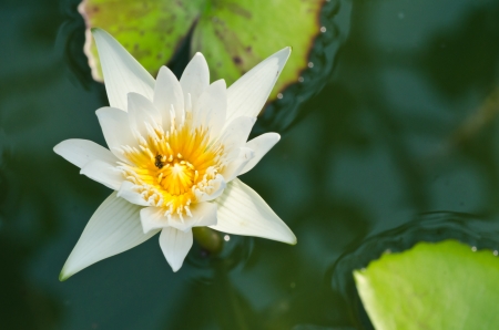A white lotus in a pool in thailand の写真素材
