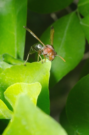 Insect on green leaf macro photographの写真素材