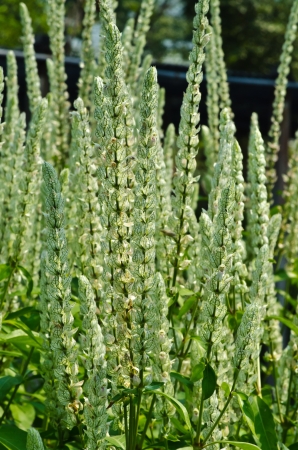 Green leafs texureの写真素材