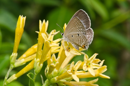 Common Blue Butterfly  Polyommatus icarus  on  yellow flowers の写真素材