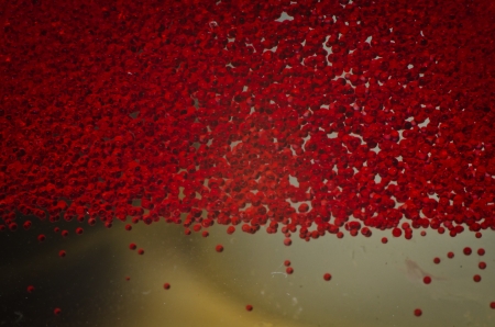 Red micro particle movingの写真素材