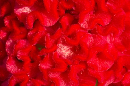plumed cockscomb flower, closeup textureの写真素材