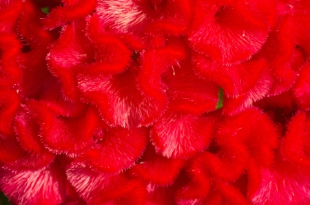 plumed cockscomb flower, closeup textureの写真素材