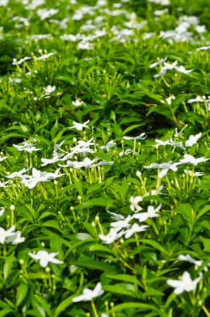 Green leaf and small white flower textureの写真素材