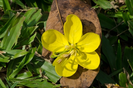 Small Golden flowers on brown leaf close-up の写真素材