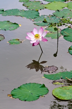 Beautiful rich colors of a water lily on the water s surfaceの写真素材