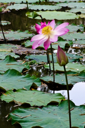 Beautiful rich colors of a water lily on the water s surfaceの写真素材