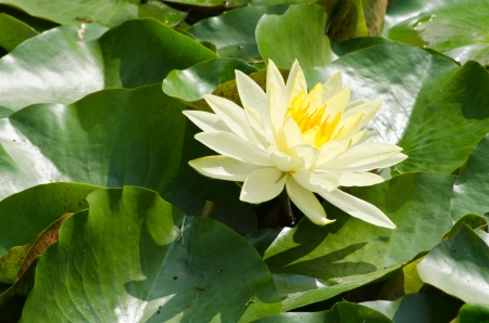 Beautiful rich colors of a water lily on the water s surfaceの写真素材
