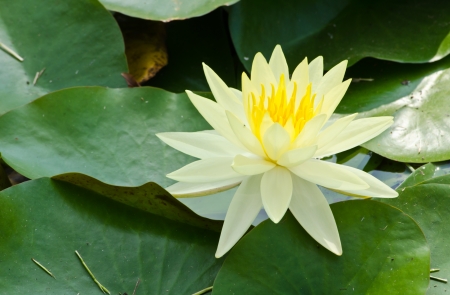 Beautiful rich colors of a water lily on the water s surfaceの写真素材