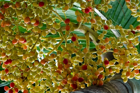 The green and red palm fruitsの写真素材