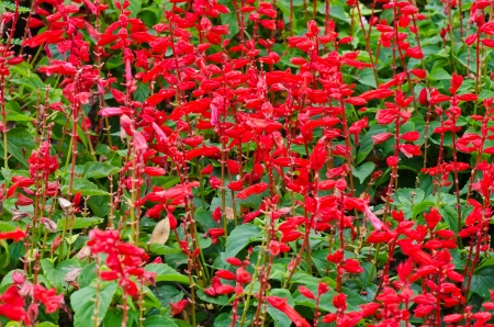 Red flower textureの写真素材