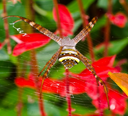 Spider in front of red flower and green leaf close upの写真素材