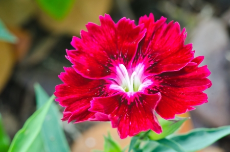 Dianthus chinensis  China Pink の写真素材