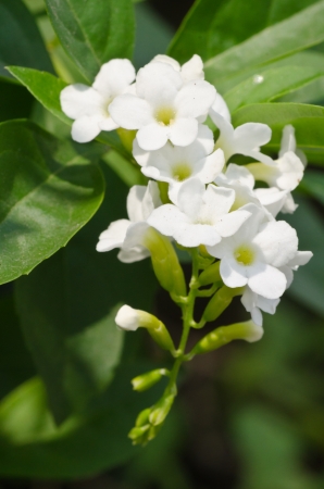 Sky flower, Golden dew drop, Pigeon berry, white Duranta flowers close up Sky flower, Golden dew drop, Pigeon berry, white Duranta flowers close up