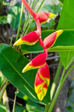 A bird of paradise flower close upの写真素材