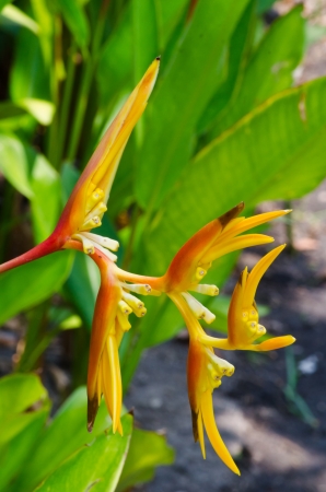 A bird of paradise flower close upの写真素材