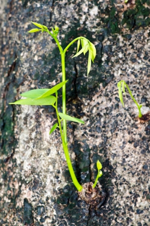 Plant budding close upの写真素材