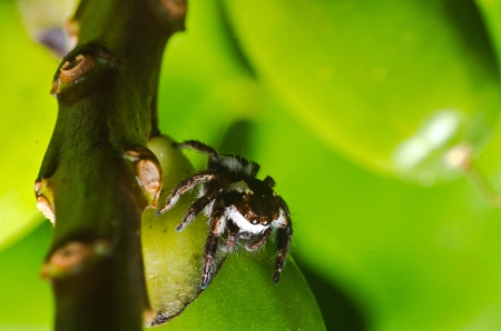 jumper spider close up looking up on green leafの写真素材