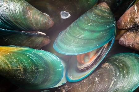 Asian green mussel textureの写真素材
