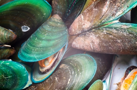 Asian green mussel textureの写真素材
