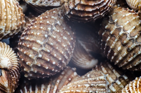 Shells Blood Cockle textureの写真素材