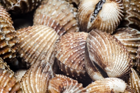 Shells Blood Cockle textureの写真素材