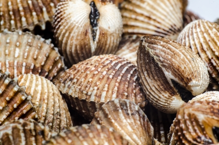 Shells Blood Cockle textureの写真素材