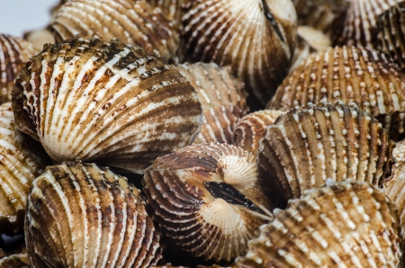 Shells Blood Cockle textureの写真素材