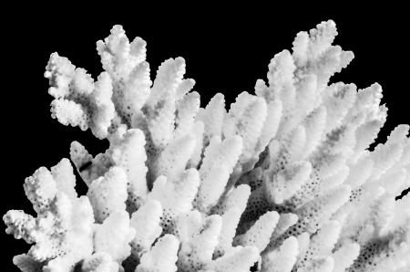 white coral isolated on black background in black and white photographの写真素材