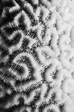 sea coral close up in black and white photographの写真素材