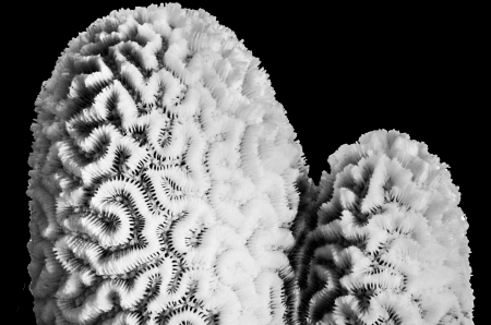 white coral isolated on black background in black and white photographの写真素材