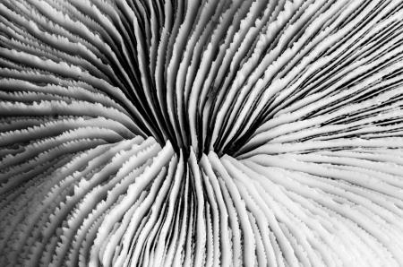 sea coral close up in black and white photographの写真素材