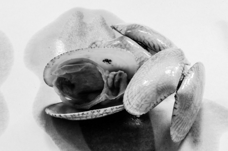 Surf clam, Short necked clam, Carpet clam, Venus shell, Baby clam close up in black and white photographの写真素材