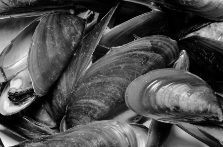 Asian green mussel texture in B W の写真素材