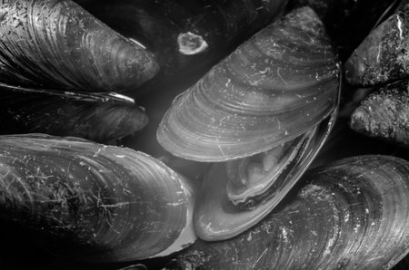 Asian green mussel texture in B W photo