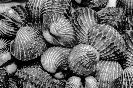 Shells Blood Cockle texture in B W photoの写真素材