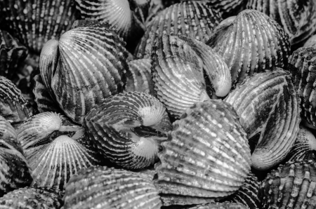 Shells Blood Cockle texture in B W photoの写真素材