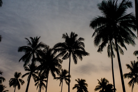 Tree Silhouettes Coconut Verticalの写真素材