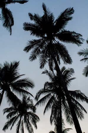 Tree Silhouettes Coconut Horizonの写真素材