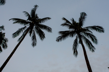 Tree Silhouettes Coconut Verticalの写真素材