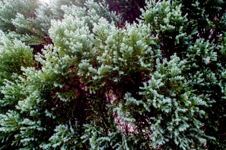 Background of Christmas tree branchesの写真素材