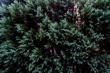 Background of Christmas tree branchesの写真素材