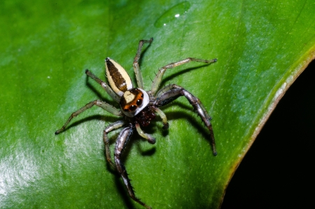 Spider macro photoの写真素材