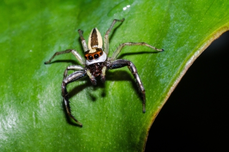 Spider macro photoの写真素材