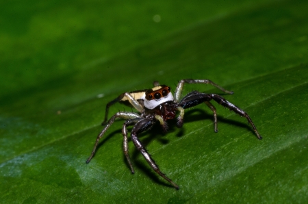 Spider macro photoの写真素材