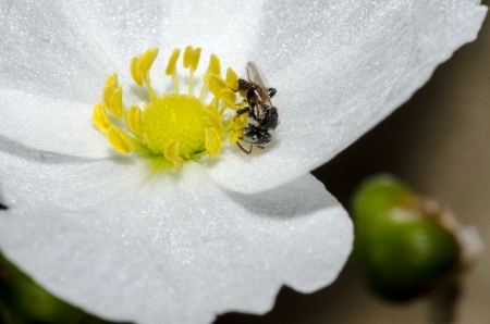 Bee and white flowerの写真素材