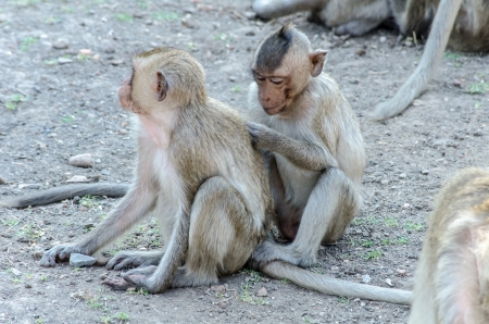 Monkey family activitiesの写真素材