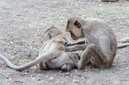 Monkey family activitiesの写真素材