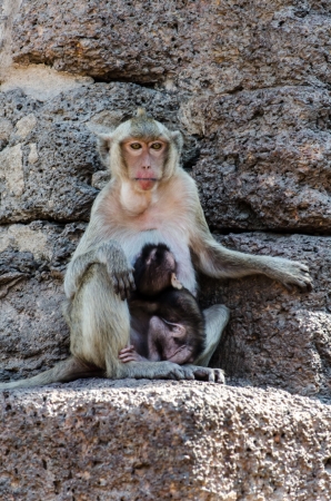 Monkey family activitiesの写真素材